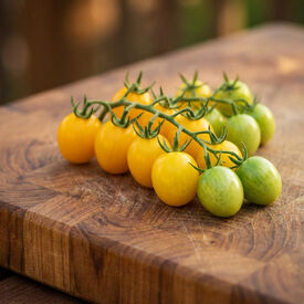 Limoncito, (F1) Tomato Seeds